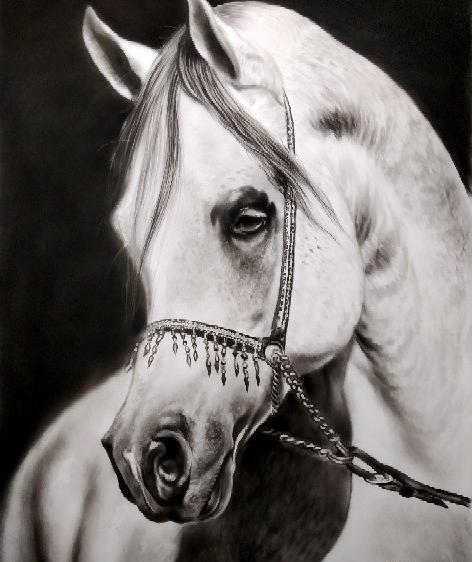 عکس اسب برای طراحی