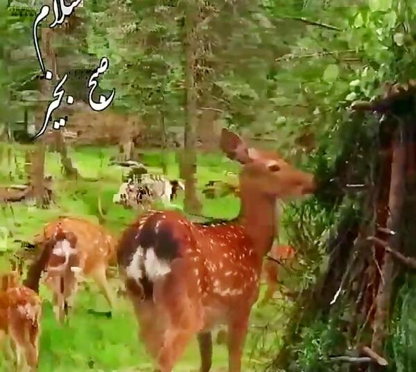 عکس صبح بخیر لری