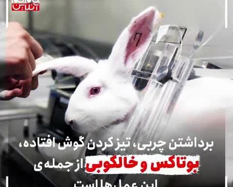 عکس خرگوش آزاری