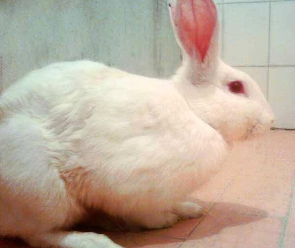 عکس خرگوش آزاری