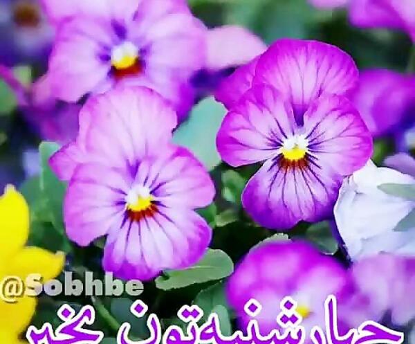 عکس پروفایل صبح بخیر چهارشنبه