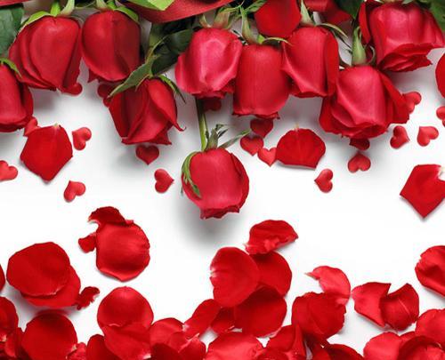 عکس گل رز حرفه ای