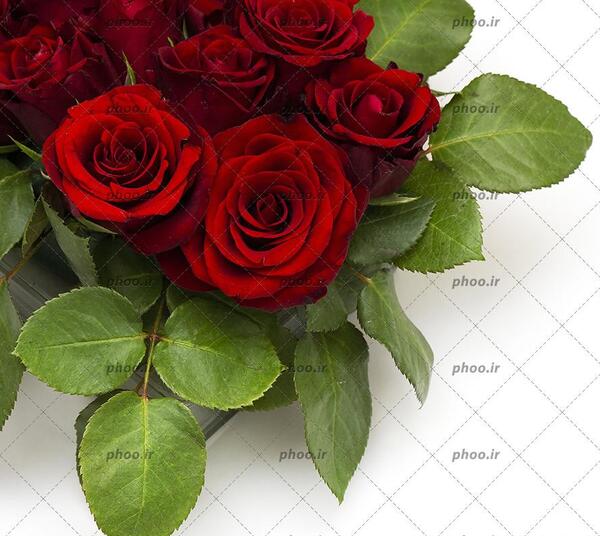 عکس گل رز حرفه ای