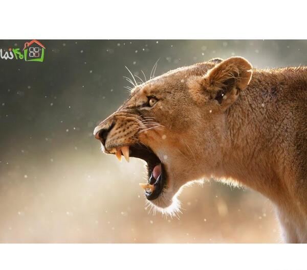 عکس شیر ژیان