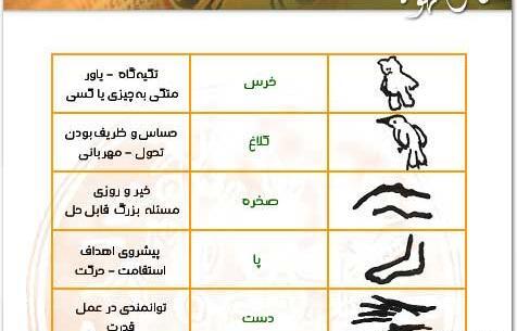 عکس شاهین در فال قهوه