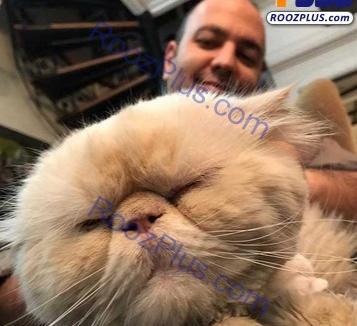 عکس گربه هانیه توسلی