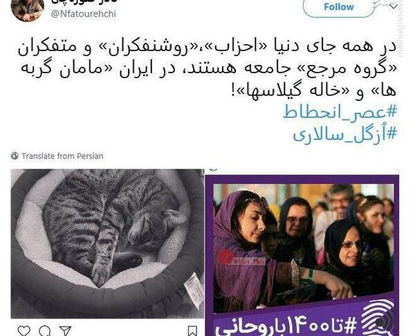 عکس گربه هانیه توسلی