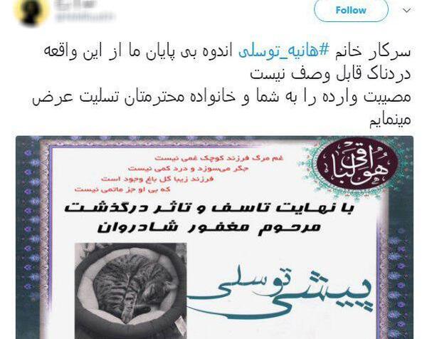 عکس گربه هانیه توسلی