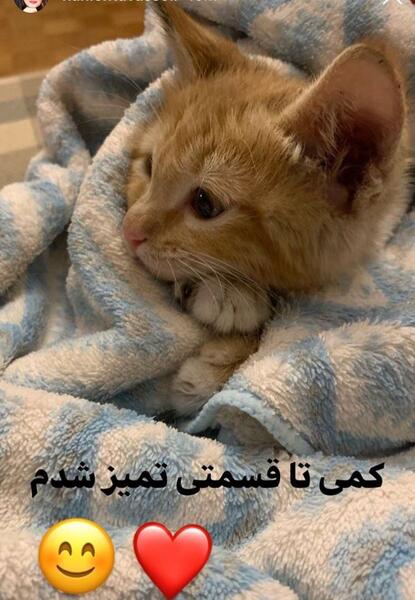 عکس گربه هانیه توسلی