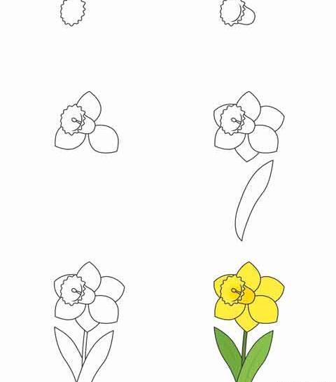 عکس گل نرگس برای نقاشی