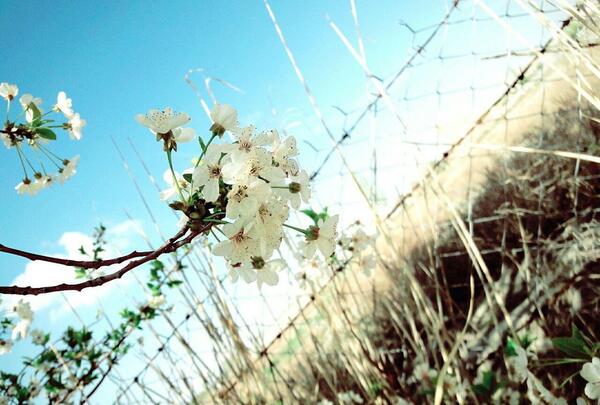 عکس های هنری بهاری