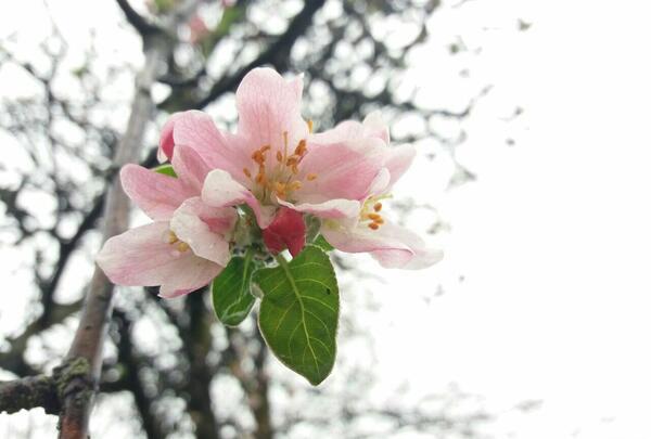 عکس های هنری بهاری