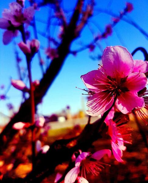 عکس های هنری بهاری