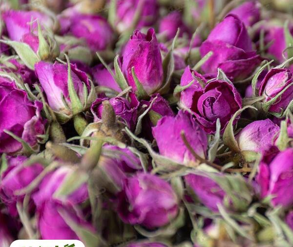 عکس سمیرا گل محمدی
