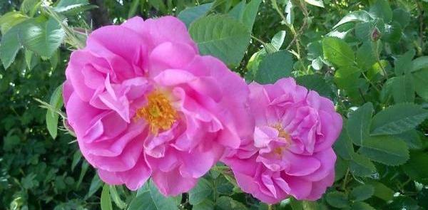 عکس سمیرا گل محمدی