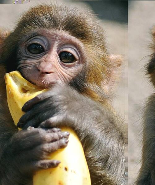 عکس غذای میمون