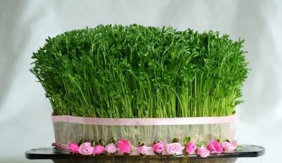 عکس از طبیعت نوروز
