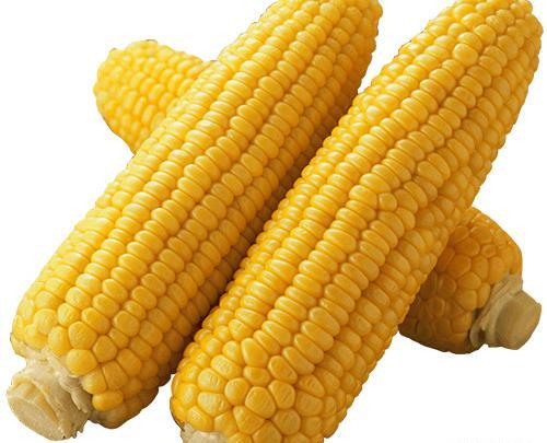 عکس با کیفیت ذرت