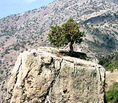 عکس صورت خدا واقعی