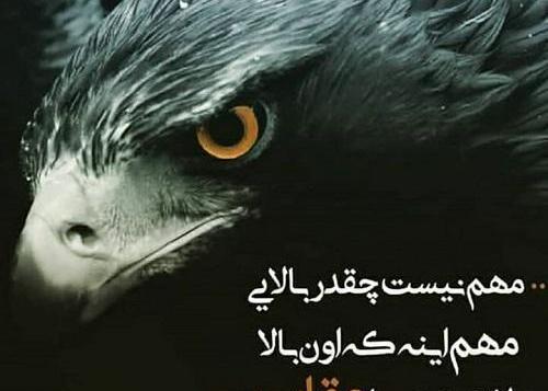 عکس عقاب وحشی برای پروفایل