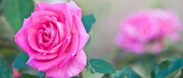 عکس گلهای زیبا از طبیعت