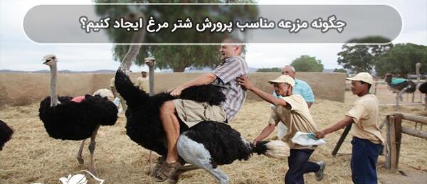 عکس شتر مرغ یک ماهه