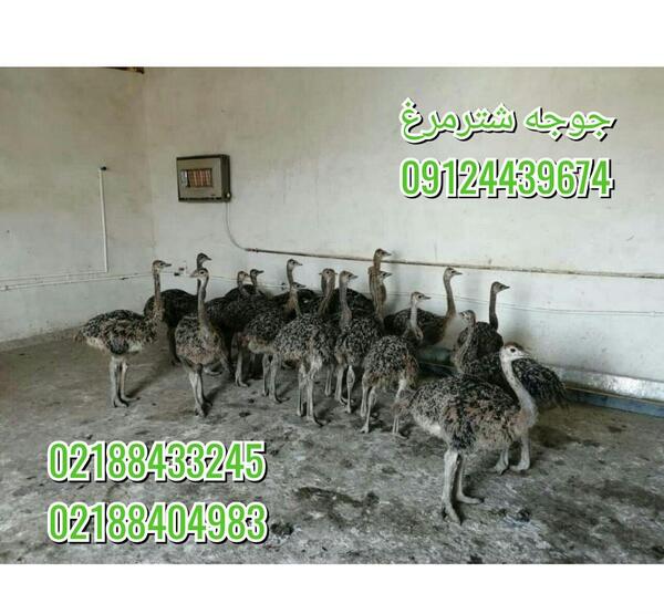 عکس شتر مرغ یک ماهه