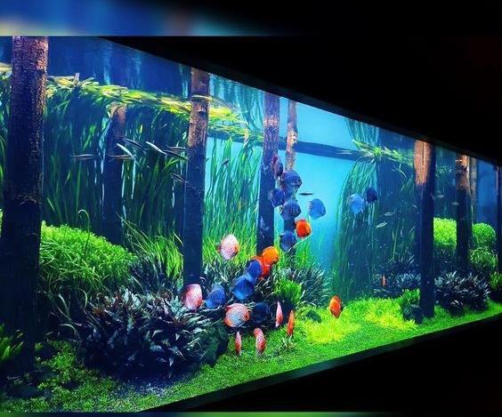عکس ایده هایی برای آکواریوم
