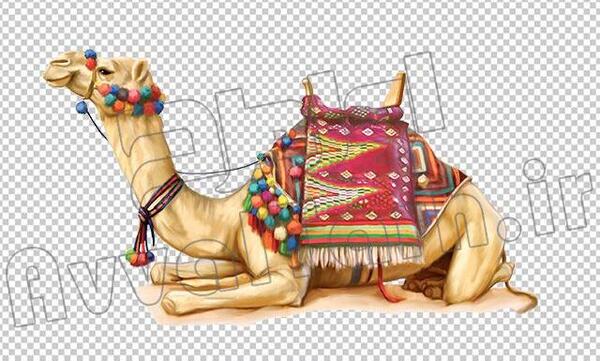 عکس زین شتر