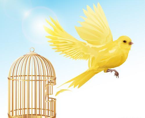 عکس مفهومی قفس