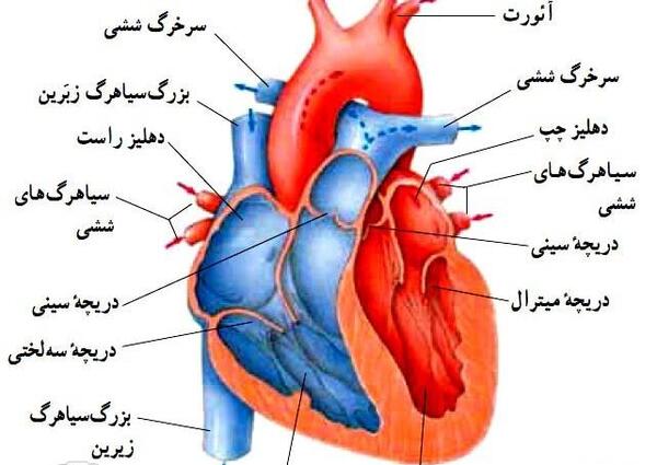 عکس قلب انسان برای تحقیق