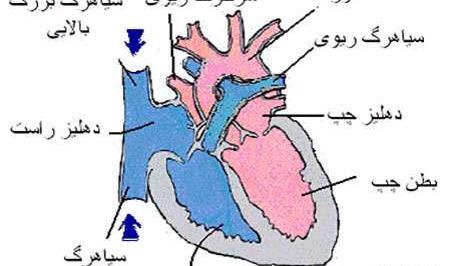 عکس قلب انسان برای تحقیق