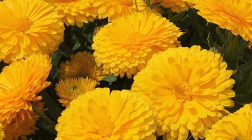 عکس نوشته گل همیشه بهار