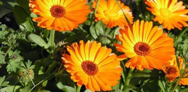 عکس نوشته گل همیشه بهار