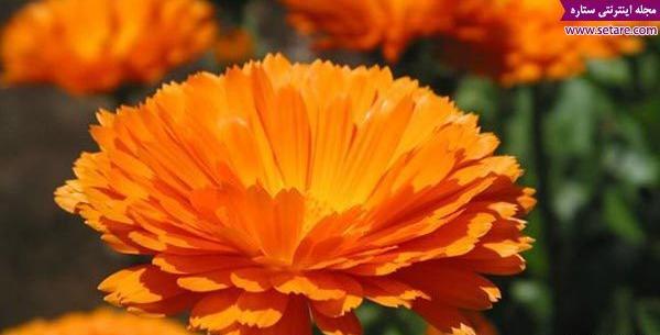 عکس نوشته گل همیشه بهار