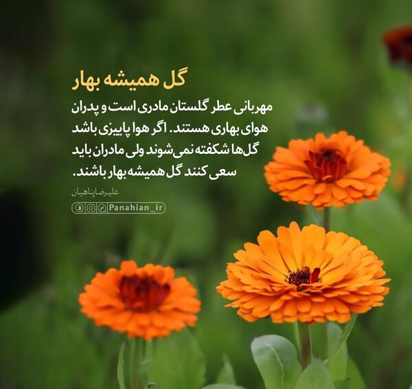 عکس نوشته گل همیشه بهار