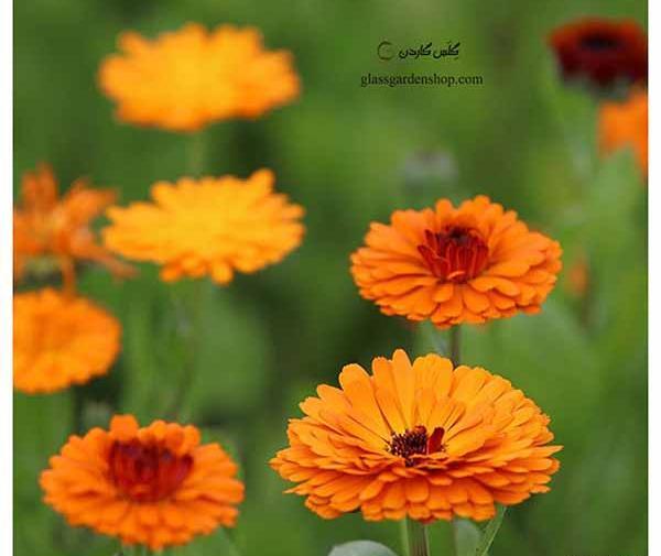 عکس نوشته گل همیشه بهار