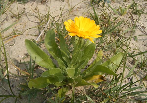 عکس نوشته گل همیشه بهار
