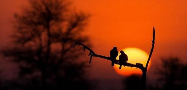 عکسهای رویایی غروب