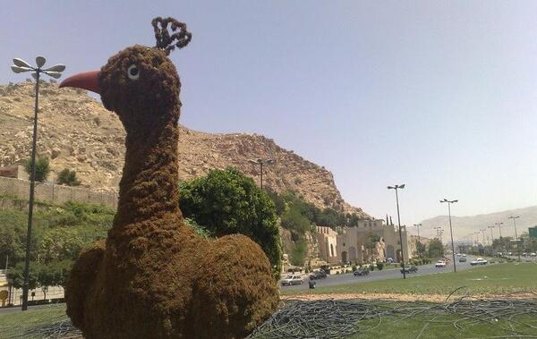 عکس طاووس دروازه قران