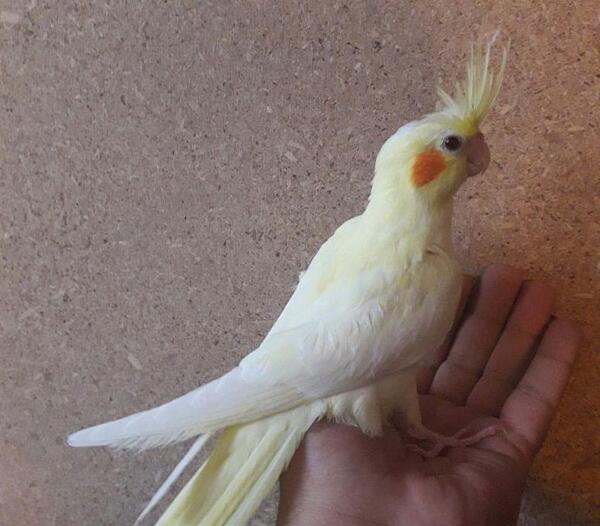 عکس طوطی ی عروس