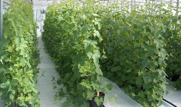 عکس ایده گلخانه ای