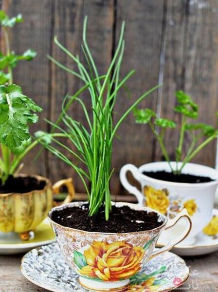 عکس ایده گلخانه ای
