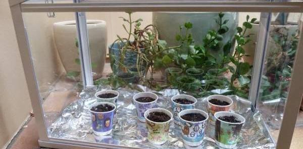 عکس ایده گلخانه ای
