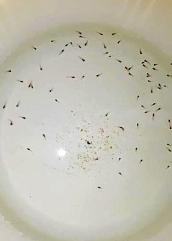 عکس نوزاد ماهی گوپی