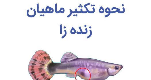 عکس نوزاد ماهی گوپی