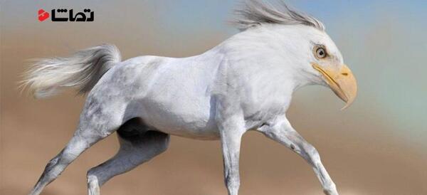 عکس قشنگ ترین حیوان جهان