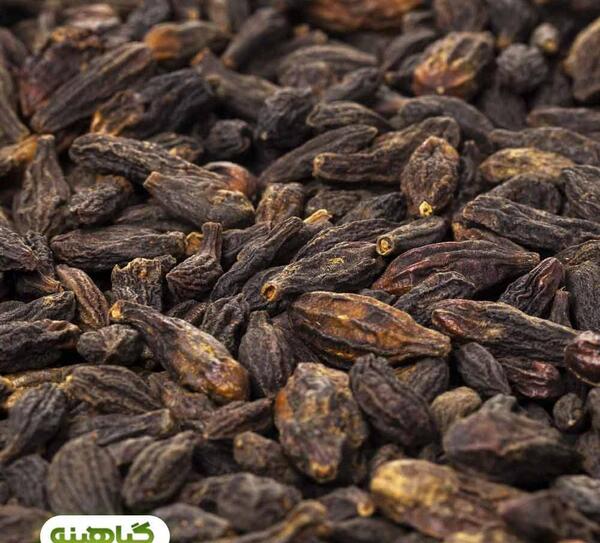 عکس هلیله سیاه