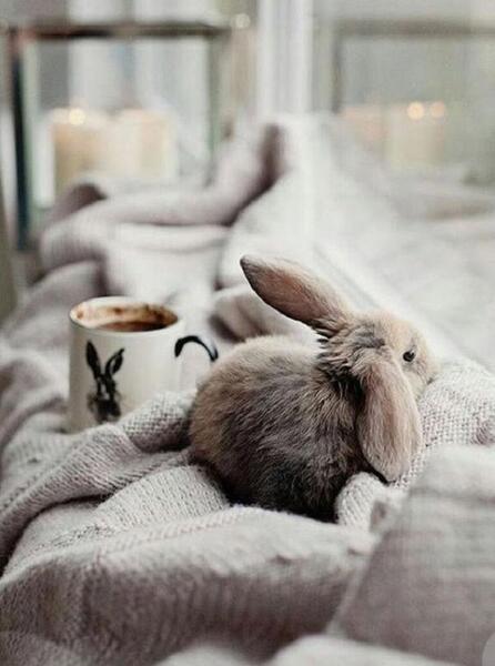 عکس خرگوش تنها