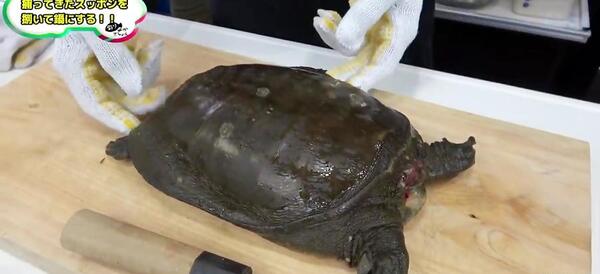 عکس غذا خوردن لاک پشت